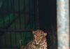 Leopard Rescued Safely from SV Veterinary University in Tirupati