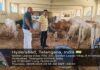 Malkajigiri Municipal Corporation Seizes 172 Animals Being Transported Illegally