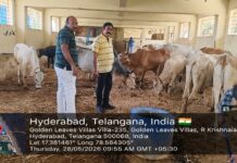 Malkajigiri Municipal Corporation Seizes 172 Animals Being Transported Illegally