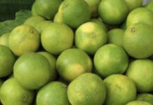 Sweet Lime Prices Touch Rs 1 Lakh per Tonne in Kadapa