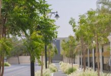 163 ألف شجرة.. “الخبر خضراء” تعزز جودة الحياة وتتجه للعالمية