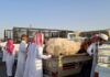 جدة.. 10 مواقع لبيع الأنعام عبر السيارات المتنقلة خلال موسم الحج