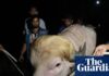 Blond Bangladeshi buffalo nicknamed ‘Donald Trump’ saved from Eid sacrifice