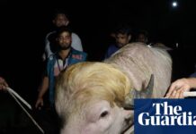Blond Bangladeshi buffalo nicknamed ‘Donald Trump’ saved from Eid sacrifice
