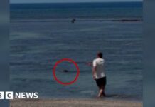 Video of man throwing rock at seal in Hawaii sparks anger