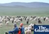 Greener pasture of a shepherd’s life lures Chinese workers penned in by ‘996’ jobs