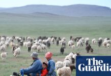 Greener pasture of a shepherd’s life lures Chinese workers penned in by ‘996’ jobs