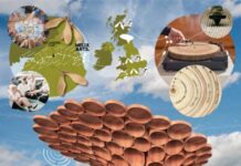 Multimedia arts project wins Sycamore Gap tree commission after public vote