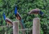 Peacock ‘invasion’ of Italian seaside town ruffles feathers