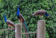 Peacock ‘invasion’ of Italian seaside town ruffles feathers