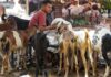 Tension Over Goat Sacrifice In Mumbai Ahead Of Bakrid, Police Deployed At Housing Society