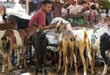 Tension Over Goat Sacrifice In Mumbai Ahead Of Bakrid, Police Deployed At Housing Society