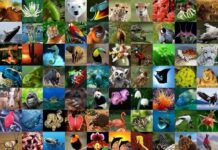 Preserving biodiversity; actions and necessities