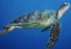 Sea turtles: threats and opportunities