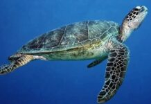 Sea turtles: threats and opportunities