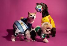 Adidas launches FIFA World Cup 2026 pet jersey collection