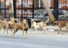 Supreme Court Refuses To Modify Order On Removing Stray Dogs From Public Institutions