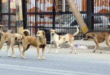 Supreme Court Refuses To Modify Order On Removing Stray Dogs From Public Institutions