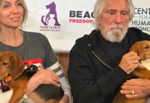 Debbie Gibson, Geezer Butler of Black Sabbath want you to adopt a beagle rescued from an experimental lab in Wisconsin