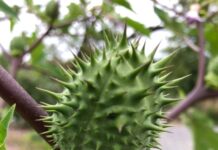 Poisonous invasion: What is the ‘devil’s trumpet’ harming crops in Iraq?
