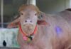 Rare albino buffalo nicknamed ‘Donald Trump’ saved from Eid sacrifice in Bangladesh