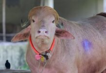 Rare albino buffalo nicknamed ‘Donald Trump’ saved from Eid sacrifice in Bangladesh