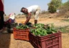 Our ‘Greenhouse-in-a-Box’ Saves 98% Water, Doubles Farmer Incomes