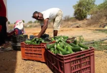 Our ‘Greenhouse-in-a-Box’ Saves 98% Water, Doubles Farmer Incomes