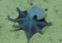 A New Species of Tiny Octopus Was Discovered in the Galápagos Islands