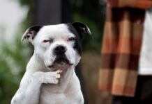Pit Bull Makes Throat-Slitting Gesture While Owner Not Looking