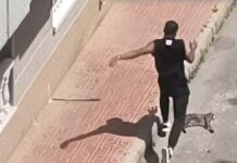 Man arrested after killing ex-partner’s cat in Spain