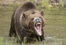 Study: Most Men Believe They Could Seduce Bear If Life Depended On It