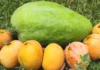 Noorjahan: Madhya Pradesh’s giant mango that can weigh 3 kg and sell for Rs 1,000 a piece