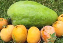 Noorjahan: Madhya Pradesh’s giant mango that can weigh 3 kg and sell for Rs 1,000 a piece