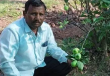 How to Grow Apples in Hot Climate? Award-Winning Farmers Reap Success With Unique Variety