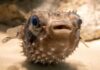 Argentina seizes more than 700 marine animals from Kenya