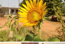 Chennai’s Youth Are Planting Sunflowers to Bring Heritage Sites Back Into City Life This Season