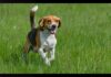 Hundreds of beagles rescued from Ridglan Farms