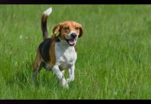 Hundreds of beagles rescued from Ridglan Farms