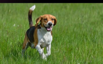 Hundreds of beagles rescued from Ridglan Farms