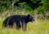 Bear kills worker at uranium mining company’s facility in Canada