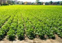 How Farmers Can Grow Black Gram for Higher Yields Using Practical Field Methods