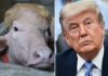 Viral albino buffalo named ‘Donald Trump’ spared from Eid sacrifice in Bangladesh