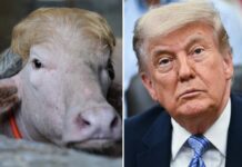 Viral albino buffalo named ‘Donald Trump’ spared from Eid sacrifice in Bangladesh
