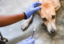 After the Death of a Tigress and Her Four Cubs, Maharashtra Launches a Mass Vaccination Drive for Strays
