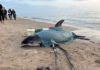 Stranded dolphin needs help to swim