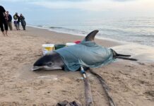 Stranded dolphin needs help to swim