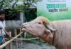 “Donald Trump” the buffalo spared from sacrifice in Bangladesh