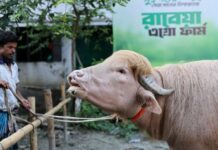 “Donald Trump” the buffalo spared from sacrifice in Bangladesh