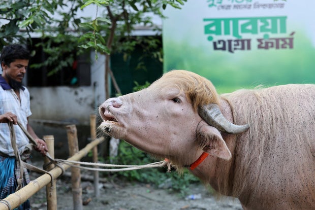 donald-trump-buffalo-bangladesh.jpg
